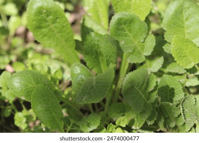 Fresh organic Seedlings mustard greens grow at vegetable garden, Lettuce leaves mustard are grown in spring as vitamin greens, Green natural background. - Powered by Shutterstock