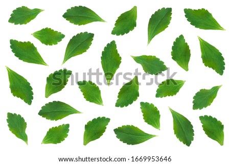 Fresh organic Slevia rebaudiana 
leaves isolated on white background. Top view. Stevia pattern texture background.