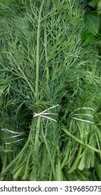 Fresh Organic Spring Dill on the Marketplace