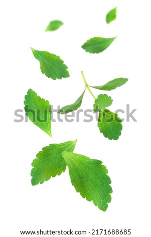 Fresh organic Stevia leaf flying in the air isolated on white background. 