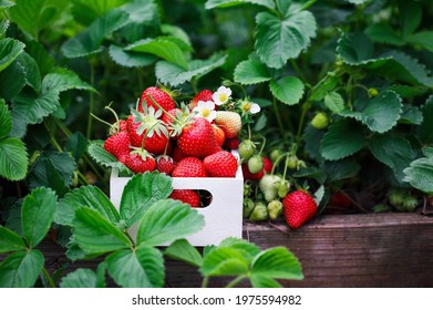 Fresh organic strawberries in a white wood basket by plants growing in a raised strawberry bed, with blossoms, green and red berries. Selective focus with blurred foreground and background. - Powered by Shutterstock