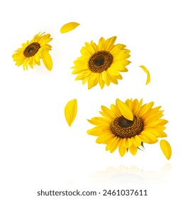 Fresh organic Sunflower falling in the air isolated on white background. High resolution image - Powered by Shutterstock