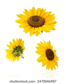 Fresh organic Sunflower falling in the air isolated on white background. High resolution image