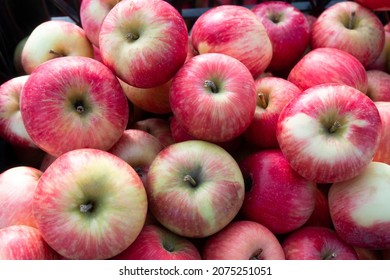 Fresh, Organic Sweet Fuji Apples In A Farm Stand