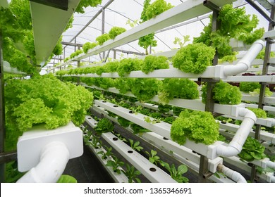 Fresh organic vegetable grown using aquaponic or hydroponic farming