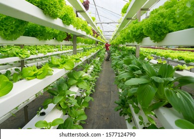 Fresh organic vegetable grown using aquaponic or hydroponic farming. - Shutterstock ID 1577124790