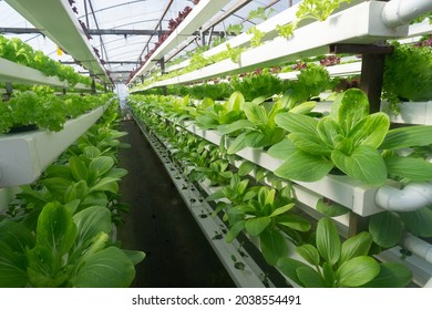 Fresh organic vegetable grown using aquaponic or hydroponic farming. - Shutterstock ID 2038554491