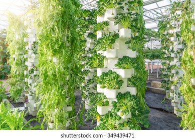 Fresh organic vegetable in hydroponic vegetable field.