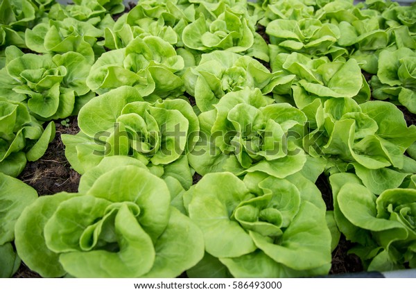 Fresh organic vegetables are grown in a farm.
salad butterhead