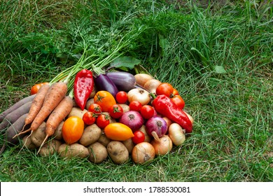 Fresh organic vegetables on grass in garden. Local farm produce - potatoes, carrots, beets, onions, tomatoes, peppers and eggplants. Harvest time, farming and gardening. Copy space.
