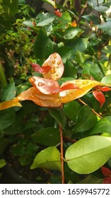 Fresh Outlook Of Red And Green Leaves