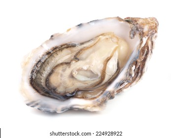 Fresh oyster     