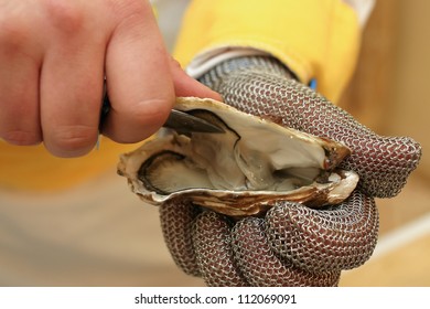 Fresh oyster held open with a oyster knife in a hand with an oyster glove