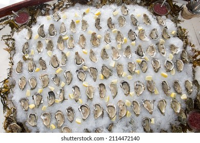 Fresh Oyster In Ice In Party Make Oysters Background