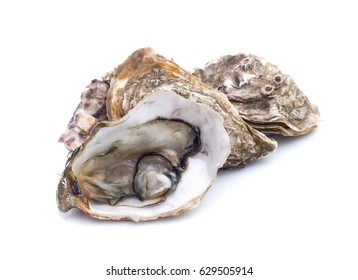 Fresh  Oyster On White Background