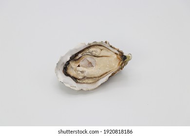 Fresh Oyster with white background
