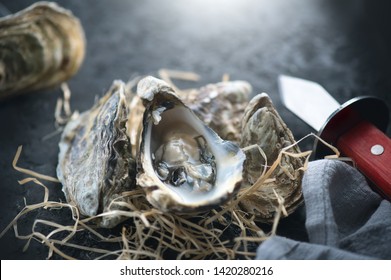 Fresh Oysters close-up with knife, served table with open oysters. Healthy sea food. Oyster dinner in restaurant. Gourmet food. Dark background.