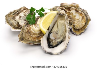 fresh oysters isolated on white background - Shutterstock ID 379316305