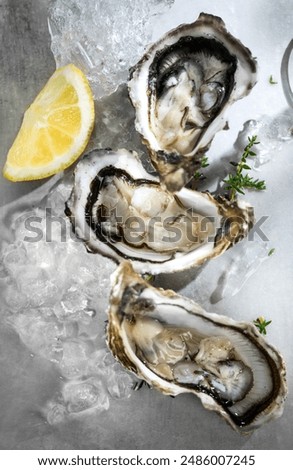 Fresh Oysters on ice close-up. Open French oysters on a gray table. Healthy sea food. Oyster dinner in restaurant. Grey background. Seafood, Gourmet food. Flat lay, top view. Vertical image
