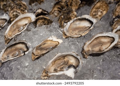 Fresh oysters on ice. Saltwater oysters dish. Healthy seafood. Gourmet and luxury food.  - Powered by Shutterstock