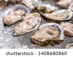 Fresh oysters on ice at a seafood restaurant. Ready for eat or serving, Selective focus. Oysters are protein rich and raw with lemon a delicacy