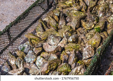 Fresh oysters in Oualidia, a coastal village in Morocco situated between El Jadida and Safi. It is located beside a protected natural lagoon and has been called Morocco's oyster capital.