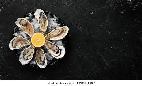 Fresh oysters in a plate of ice and lemon. Seafood. Top view. Free copy space.