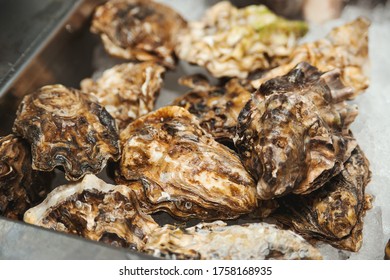 Fresh Oysters At Showcase. Oyster Shells, Close Up. Healthy Seafood Concept. Fish Market Showcase Full Of Fresh Oysters And Shrimps. Traditional Fish Market Stall With Shell Oysters.