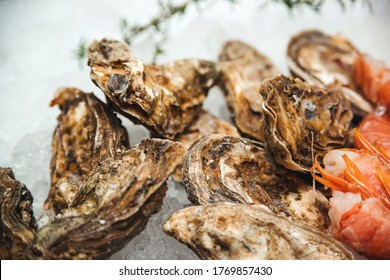 Fresh Oysters At Showcase. Oyster Shells, Close Up. Healthy Seafood Concept. Fish Market Showcase Full Of Fresh Oysters And Shrimps. Traditional Fish Market Stall With Shell Oysters.