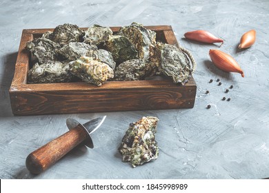 Fresh Oysters In A Wooden Tray, Shallot, Black Peppercorns And An Old Oyster Knife On A Gray Background