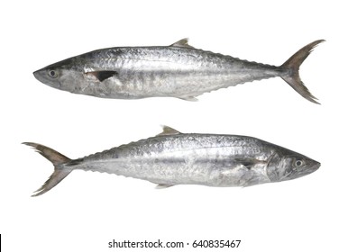 Indopacific King Mackerel On A White Background Stock Photo Download Image  Now Fish, Wahoo Fish, Prophet IStock
