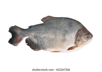 Рыба паку фото