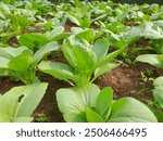 Fresh Pak Choi in the garden. Pak Choi or  Indonesian people call it pokcoy,  is a green vegetable that grows in Asia. 