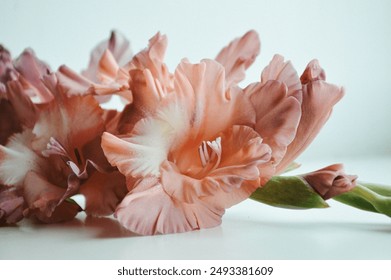 Fresh pale pink gladiolus flower. Pastel color. Beautiful flower. Close-up.  - Powered by Shutterstock