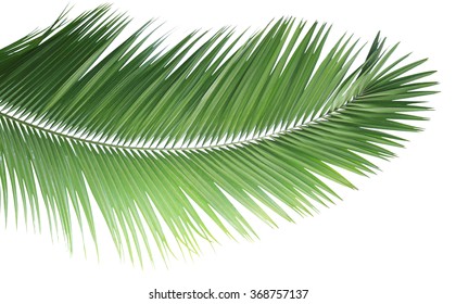 Fresh Palm Leaf Isolated On White