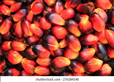 Fresh palm oil fruits background