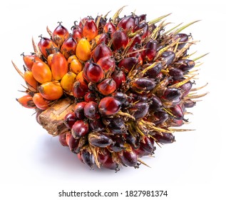 Fresh palm oil fruits isolated on the white background.