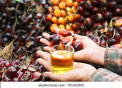 Fresh Palm Oil Seed In Farmer Hands Preparing To Make Oil, Close Up