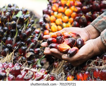 Fresh Palm Oil Seed In Farmer Hands Preparing To Make Oil,