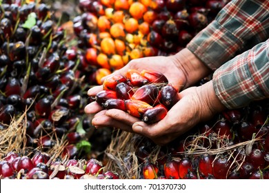 Fresh Palm Oil Seed In Farmer Hands Preparing To Make Oil,