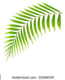 Fresh Palm Tree Branch Isolated Over White Background With Text Space, Plant Of Tropical Beach,  Green Leaves Frond, Floral Decorative Summer Border