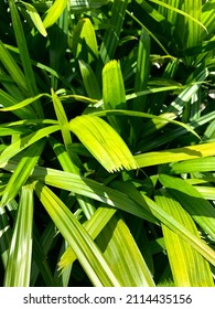 Fresh Pandanus Palm At The Morning Sun