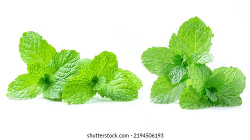 fresh paper mint on isolated white background.