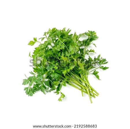 Fresh parsley bunch isolated. Cilantro leaves, raw garden parsley twigs pile, chervil sprig, corriender leaves, bunch of greenery on white background top view