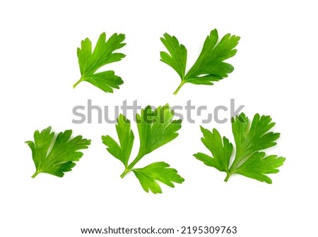 Fresh parsley leaf isolated. Cilantro leaves, raw garden parsley twig, chervil or corriender leaf set on white background top view