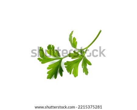 Fresh parsley leaf isolated. Cilantro leaves, raw garden parsley twig, chervil or corriender leaf on white background top view