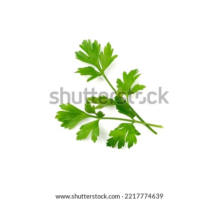 Fresh parsley leaf isolated. Cilantro leaves, raw garden parsley twig, chervil sprig, corriender leaves on white background top view