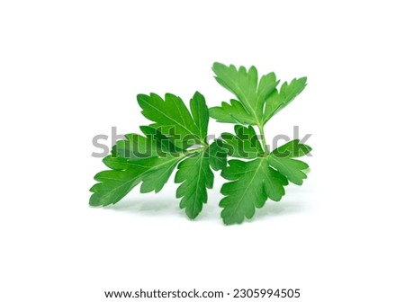 Fresh parsley leaf.  Parsley leaf isolated on white. 