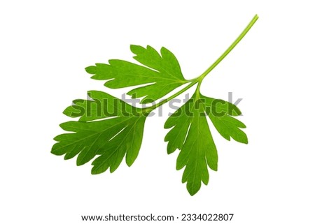 Fresh parsley leaf isolated on white background, top view. Green coriander leaf isolated on white background. Parsley isolated on white background, top view. Parsley leaf isolated on white background.