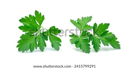 Fresh parsley leaf.  Parsley leaf isolated on white. 